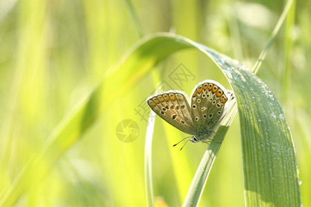 蝴蝶在早晨的阳光下停在草地上图片