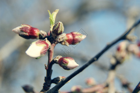 春季初春温柔的叶子芽和树背景图片