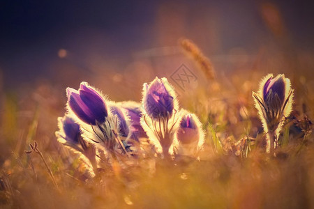 美丽的紫色小羊毛花Pulsatillagrandis在日落时背景图片