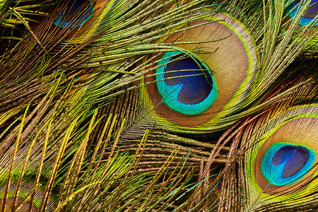 五颜六色的孔雀羽毛特写的纹理图片