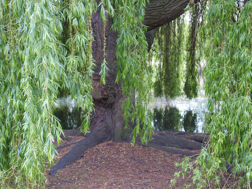 用水池建造的Weeping柳树Salix厂有图片