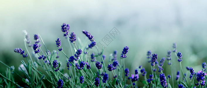 沃德紫放松植物高清图片