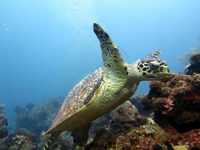 巴厘岛珊瑚礁岛上的玳瑁海龟图片