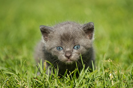 绿草地上的小猫图片