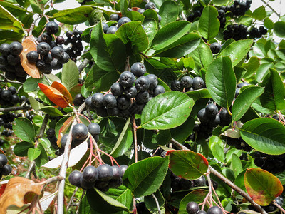 在秋天的花园里黑窒息莓和黑窒息莓有图片