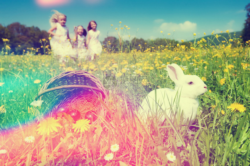 复活节的兔子正在前方等待着在春天在草地上猎图片