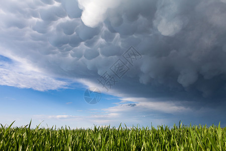 绿草上的乳状云背景图片