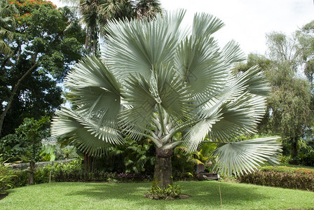 异国情调的棕榈树俾斯麦棕榈树BismarckiaN图片