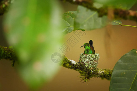筑巢蜂鸟有铜色的翅膀和尾巴图片