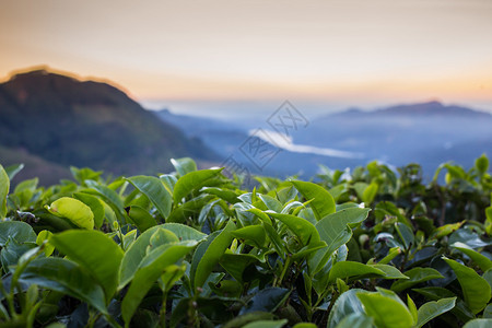 Cameron高地茶叶种植图片