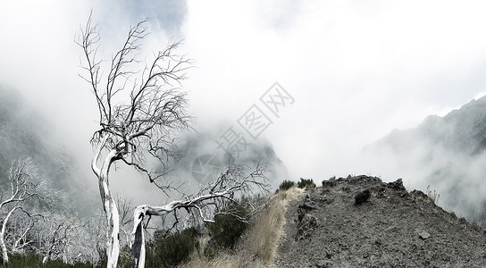 雾山干枯死树图片