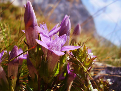 近身的美丽的花朵在阿尔卑高清图片