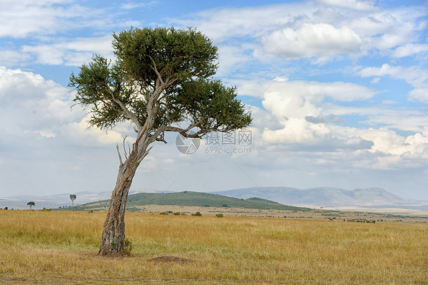 非洲有树的美丽风景图片