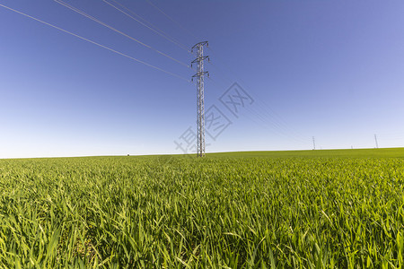 麦田里的电线塔背景图片