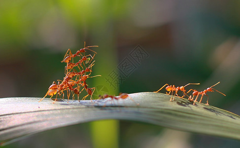 蚂蚁们为其他人建造一座桥梁图片