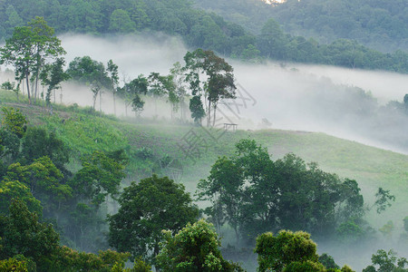 茂密热带雨林DoiLaung清道清迈图片