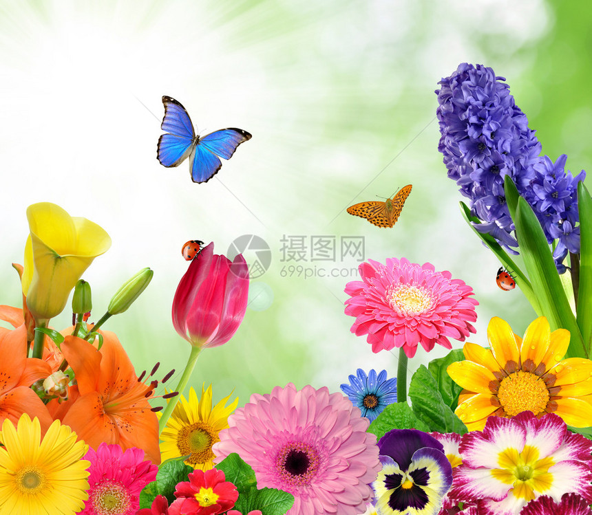 花卉背景与蝴蝶图片