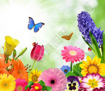 花卉背景与蝴蝶高清图片