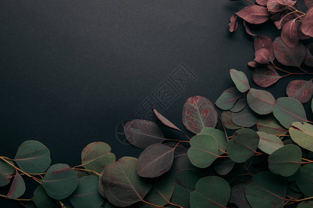 黑色的绿色eucalyptus树枝顶部视图图片