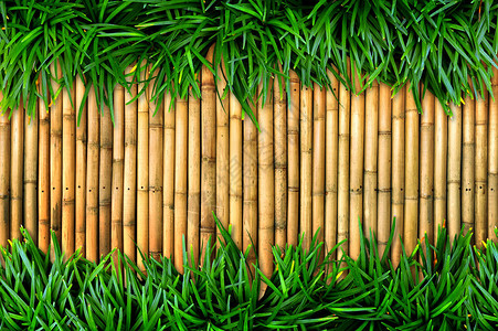 竹背景上的绿草图片