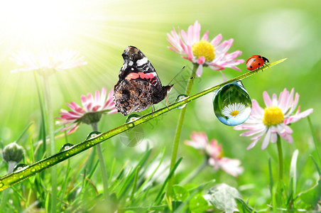 绿草上的水滴与蝴蝶和瓢虫图片