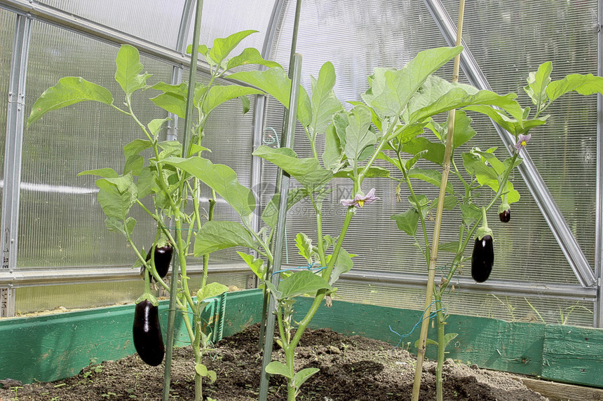 温室里有成熟果实的茄子植物图片