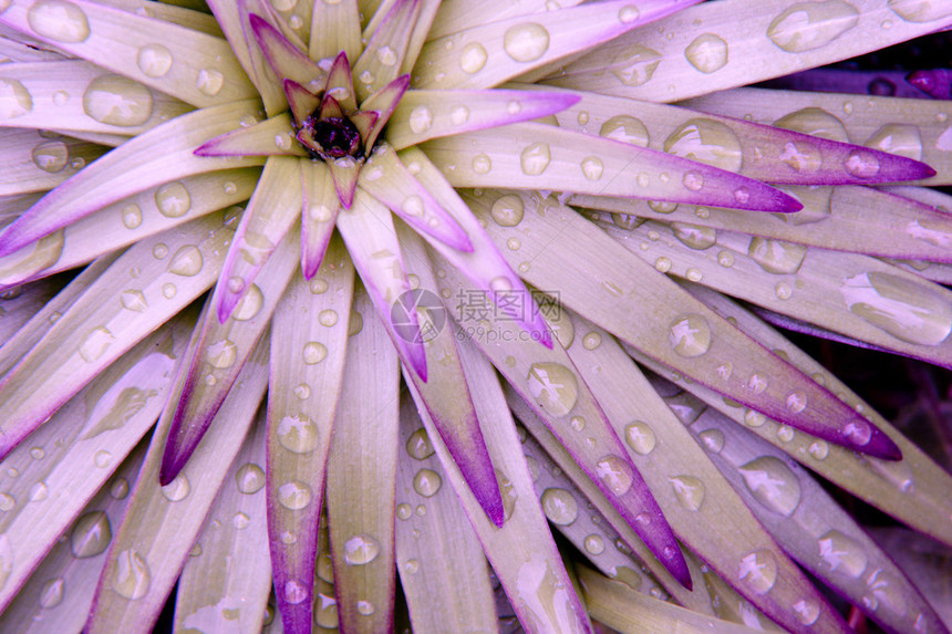 关闭一朵带雨滴的紫色花图片