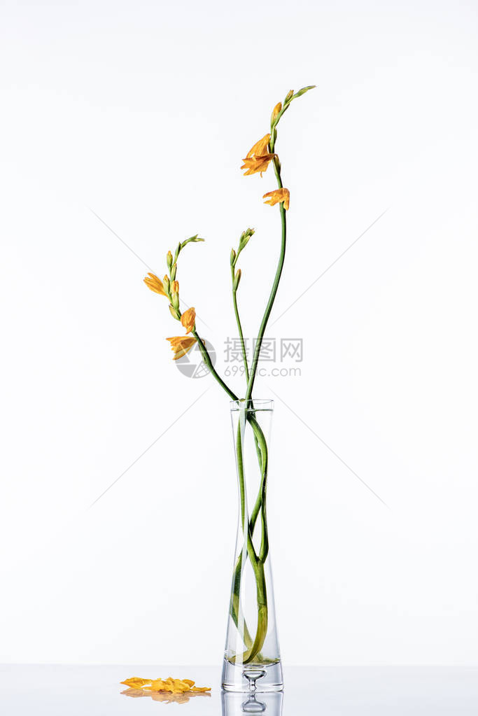 透明花瓶中绿色茎上美丽的橙色百合和白色图片