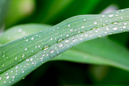 草叶上的露珠雨后草上的水滴图片