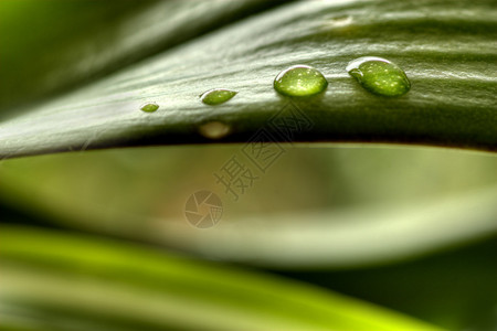 绿色植物叶子上的水滴图片