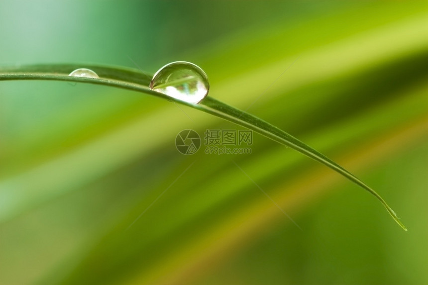 绿色植物叶子上的水滴图片