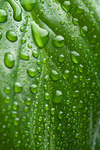 带水滴的新鲜绿叶图片