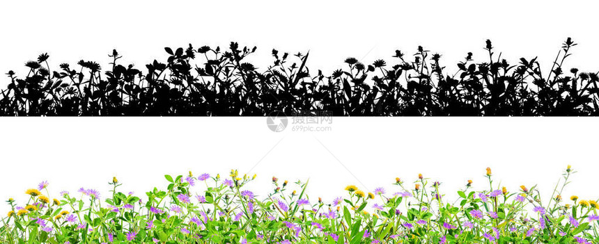 紫色花朵和在黑色背景上隔离的青草图片