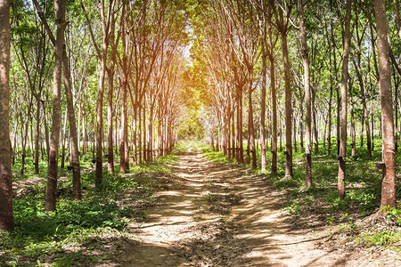 泰国种植园花橡胶树皮橡胶图片