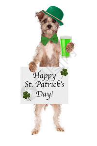 穿着绿色帽子和领带的可爱小狗拿着绿色啤酒和快乐圣帕特里克节标志在白色图片