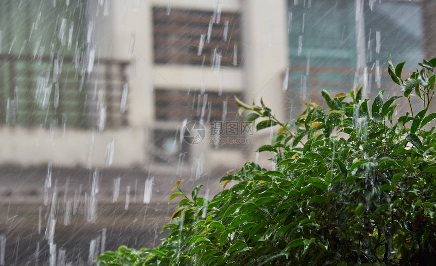 雨季家外的大雨和湿树图片