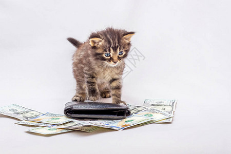 一只小猫站在一大批美元和钱包旁边图片