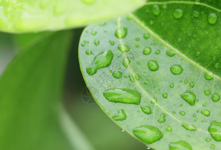 绿叶上的雨滴图片