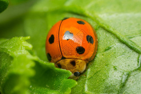 昆虫Ladybug的臭虫宏橙色和点黑颜色图片