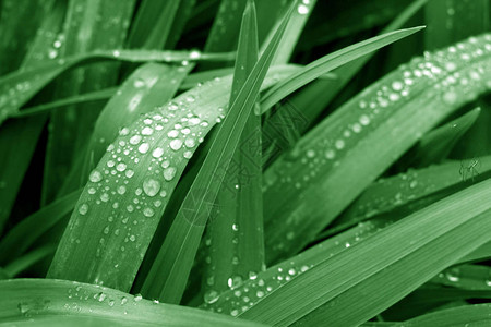 草上滴着绿色的露珠季节自然背景图片