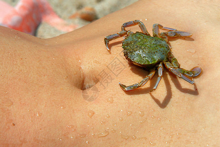 海蟹身上湿女人身上的海螃蟹图片