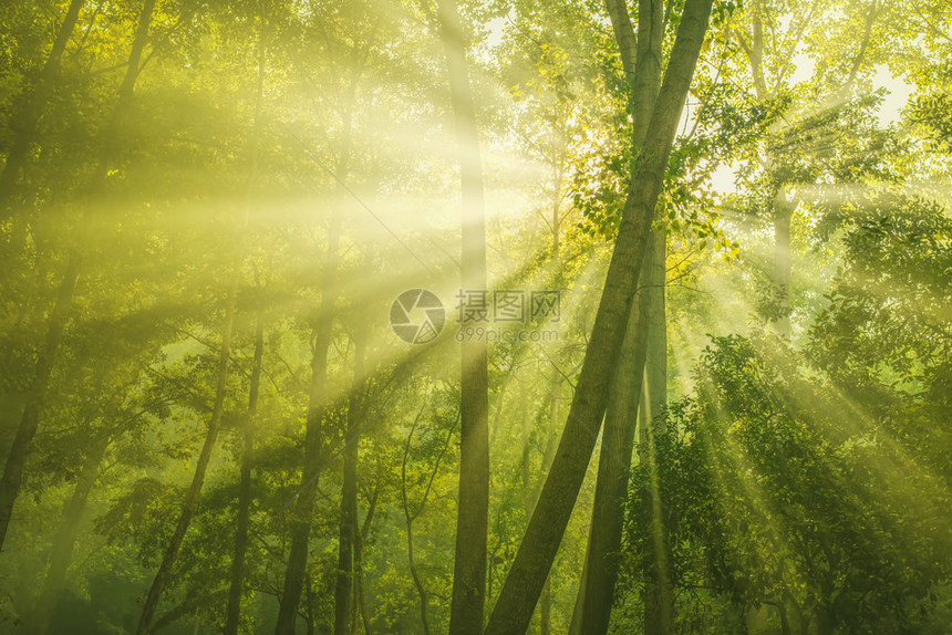 阳光和绿色森林的光芒图片