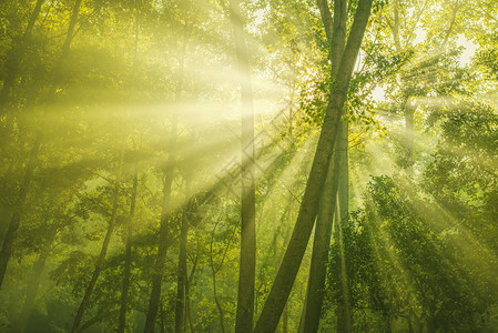 阳光和绿色森林的光芒图片