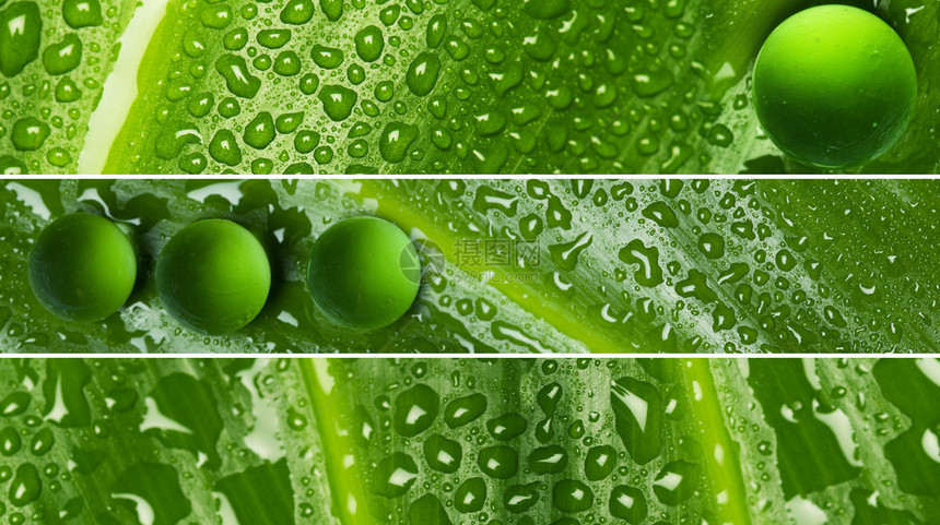 绿叶纹理上的水滴图片