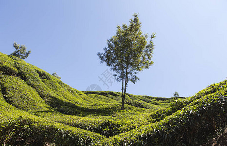 茶叶种植园和Ker图片