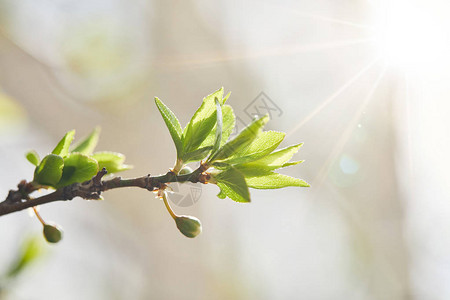 用绿叶和阳光照耀树枝的特写图片