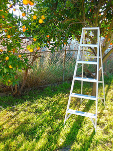 梯子站在橙树旁边的草地上在阳图片