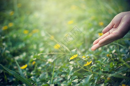 以阳光自然为背景的人工培育和给青幼植物浇水图片