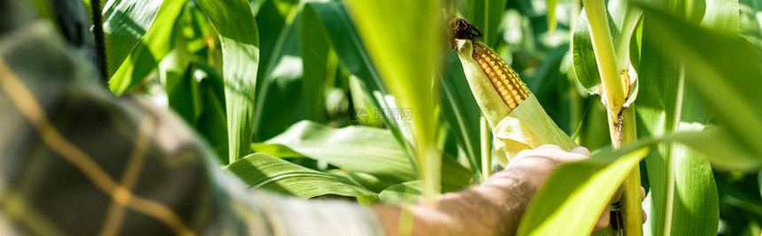农民在绿叶附近接玉米的图片