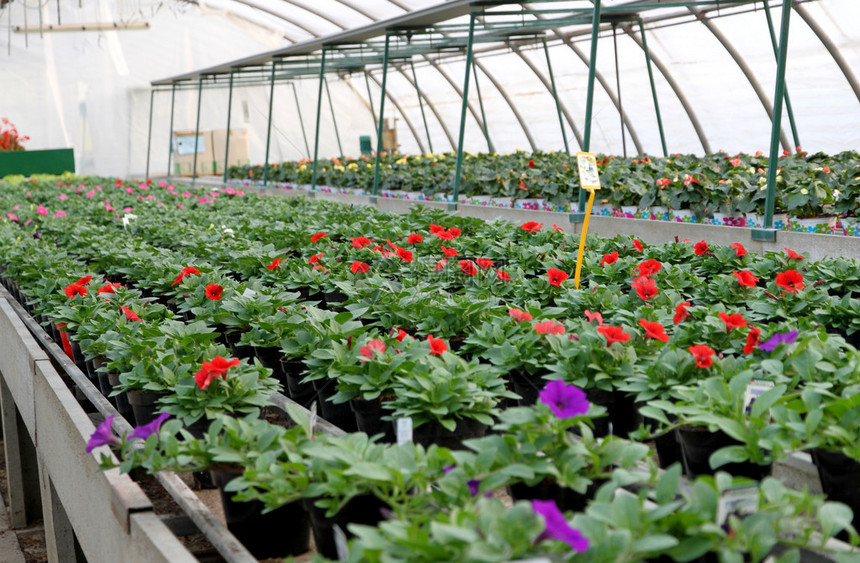 荷兰一个花卉种植的大型温室建造在荷兰图片